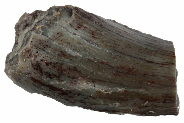 Partial, Megalosaurid (Marshosaurus) Tooth - Colorado #261671